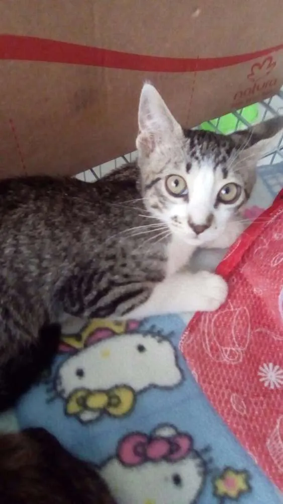Gato ra a SRD idade 2 a 6 meses nome Miaus