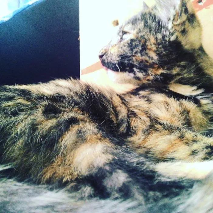 Gato ra a SRD idade 2 a 6 meses nome Miaus