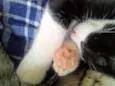 Miaus