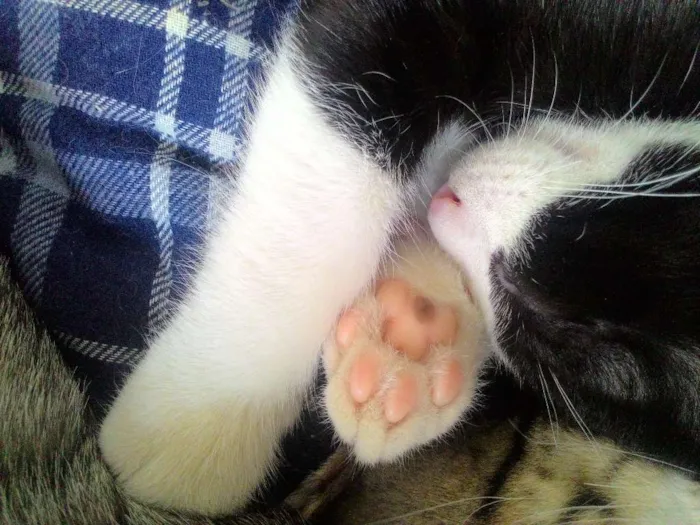 Gato ra a SRD idade 2 a 6 meses nome Miaus