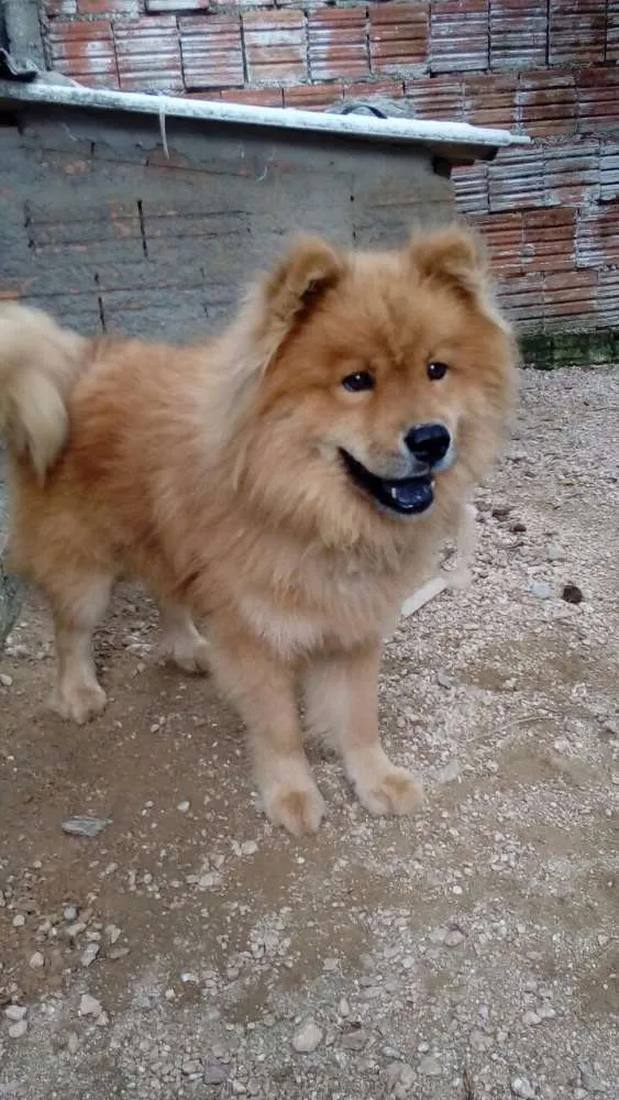 Cachorro ra a chow chow idade 5 anos nome Duk