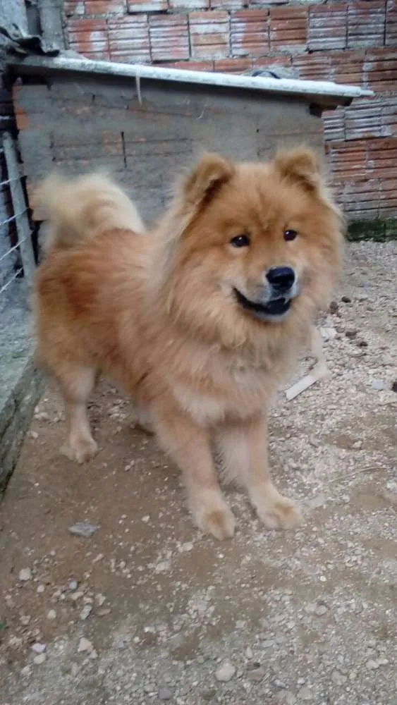 Cachorro ra a chow chow idade 5 anos nome Duk