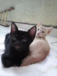 Cocada e Ruiva