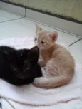 Cocada e Ruiva