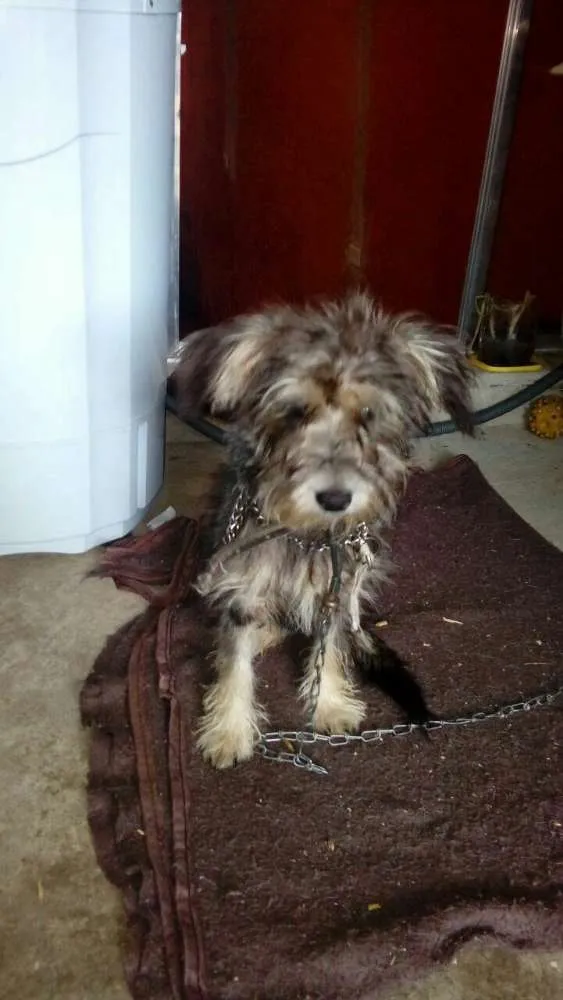 Cachorro ra a SRD idade 1 ano nome Mel