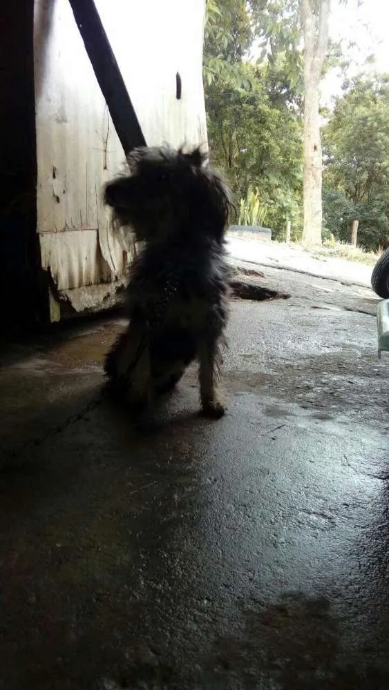 Cachorro ra a SRD idade 1 ano nome Mel