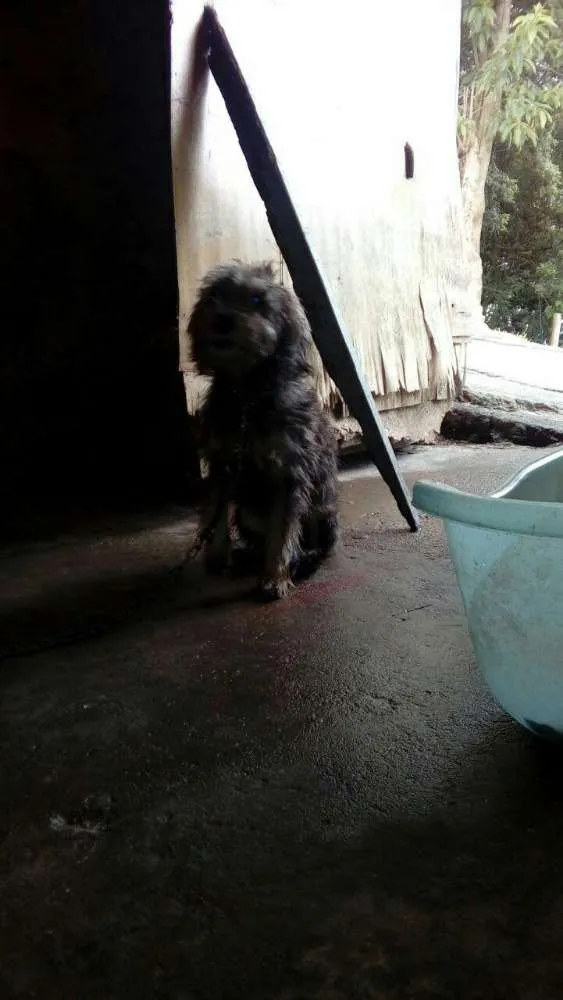Cachorro ra a SRD idade 1 ano nome Mel