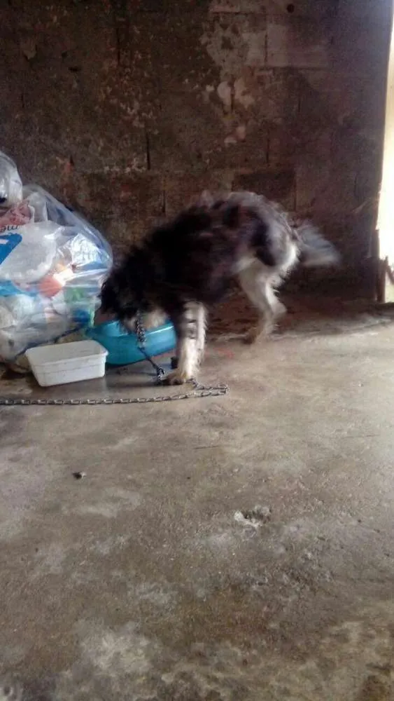 Cachorro ra a SRD idade 1 ano nome Mel