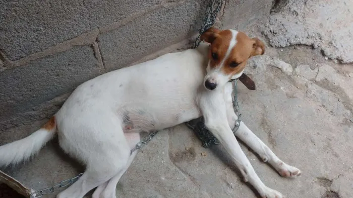 Cachorro raça SRD idade 2 a 6 meses nome Raí e Linda