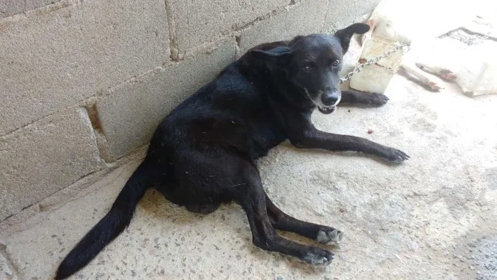 Cachorro raça SRD idade 2 a 6 meses nome Raí e Linda
