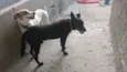 Raí e Linda