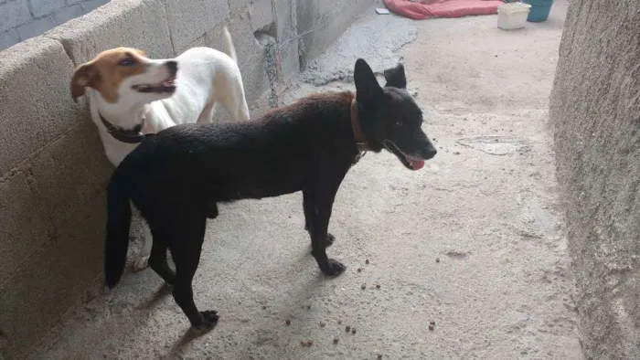 Cachorro raça SRD idade 2 a 6 meses nome Raí e Linda