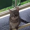 Bela