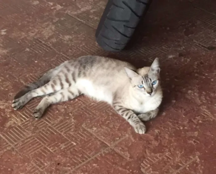 Gato ra a Brasileira idade 1 ano nome Bia