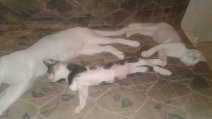Gato ra a idade 2 anos nome marri