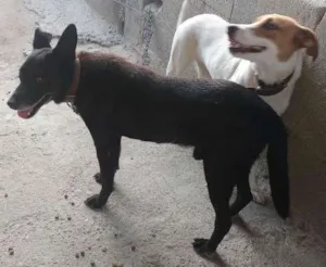 Cachorro raça SRD idade 2 a 6 meses nome Raí e Linda