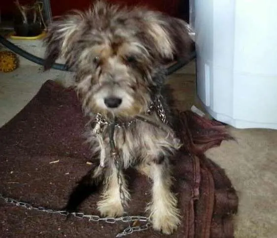 Cachorro ra a SRD idade 1 ano nome Mel