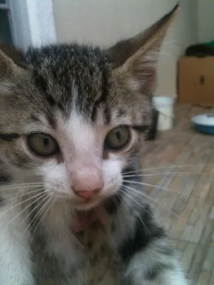 Gato raça não definida idade 2 a 6 meses nome Ozzi