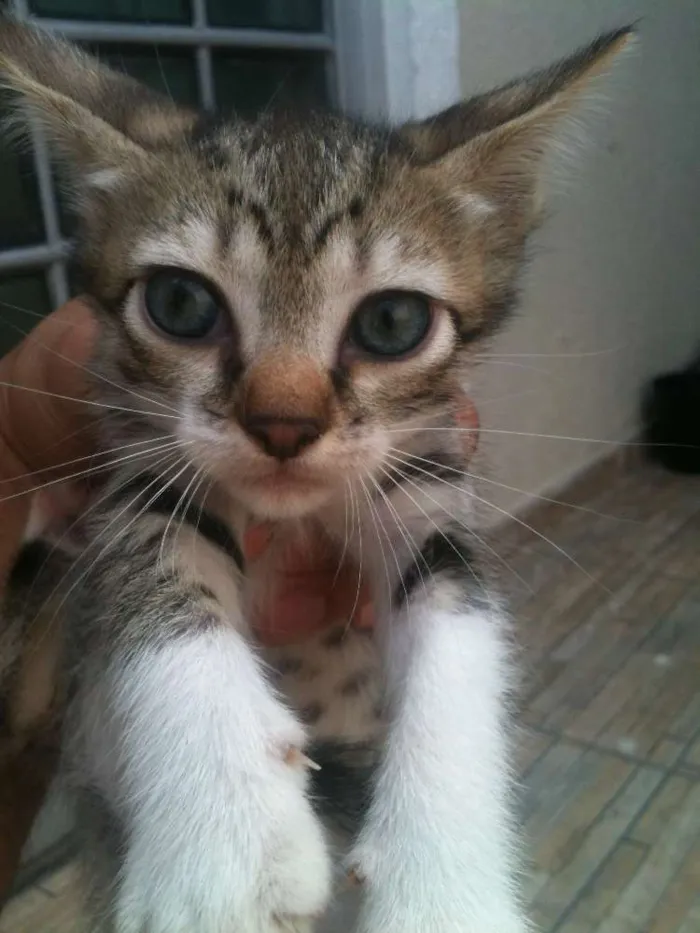 Gato ra a não definida idade 2 a 6 meses nome Isolda