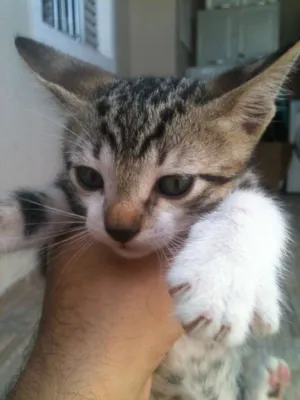 Gato raça não definida idade 2 a 6 meses nome Taygra