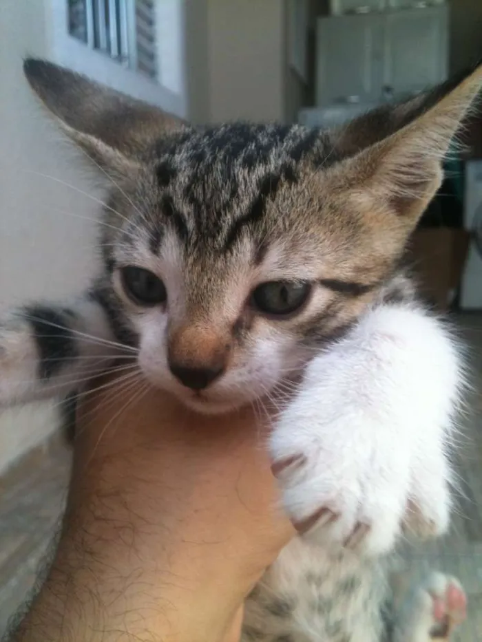Gato ra a não definida idade 2 a 6 meses nome Taygra