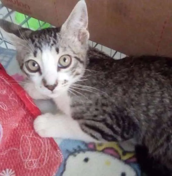 Gato ra a SRD idade 2 a 6 meses nome Miaus