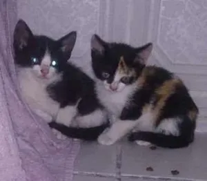 Gato raça Sem raça  idade Abaixo de 2 meses nome Sem nome 