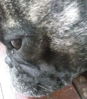 Cachorro raça Bulldog francês idade 3 anos nome Monstro