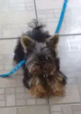 Toquinho