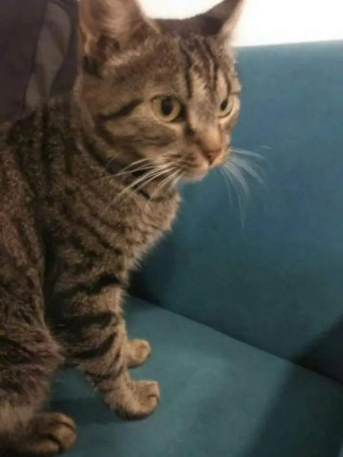 Gato ra a  idade 1 ano nome Liz