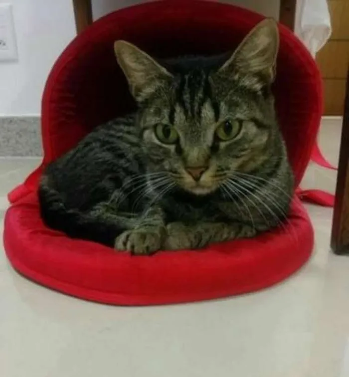 Gato ra a  idade 1 ano nome Liz