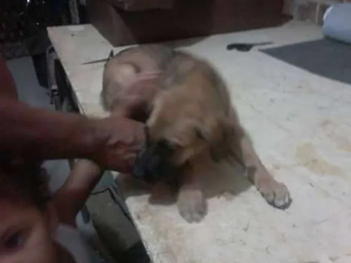 Cachorro ra a desconhecida idade 2 a 6 meses nome indefinido
