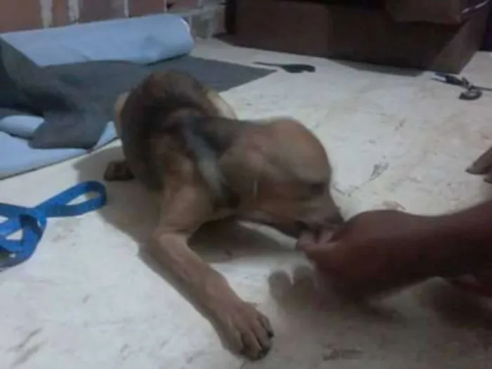 Cachorro ra a desconhecida idade 2 a 6 meses nome indefinido