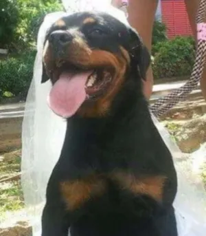 Cachorro raça Rottweiler idade 2 anos nome Tiffany