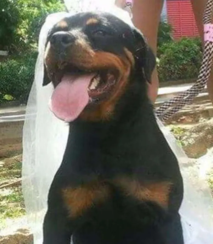 Cachorro raça Rottweiler idade 2 anos nome Tiffany
