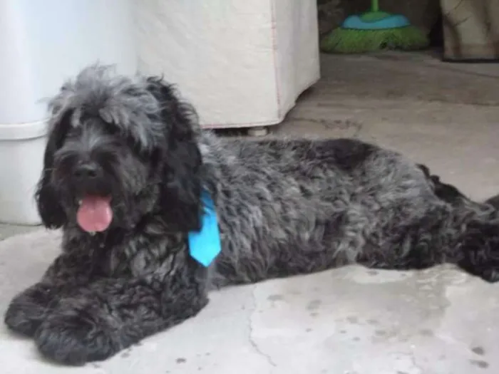Cachorro ra a Poodle idade 3 anos nome Billy