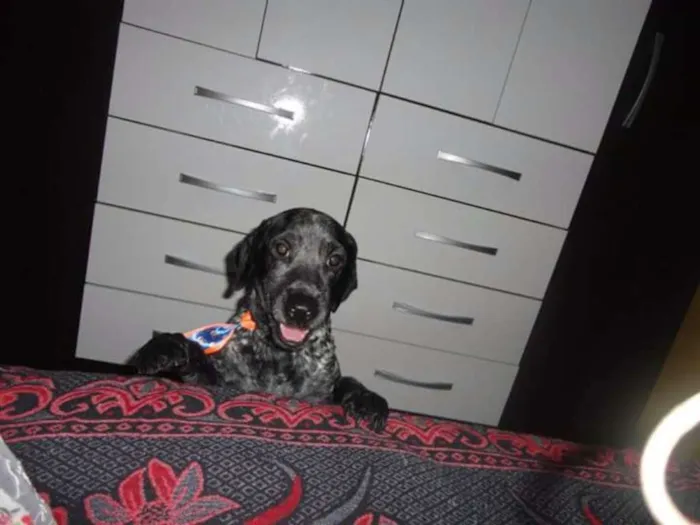 Cachorro ra a Poodle idade 3 anos nome Billy
