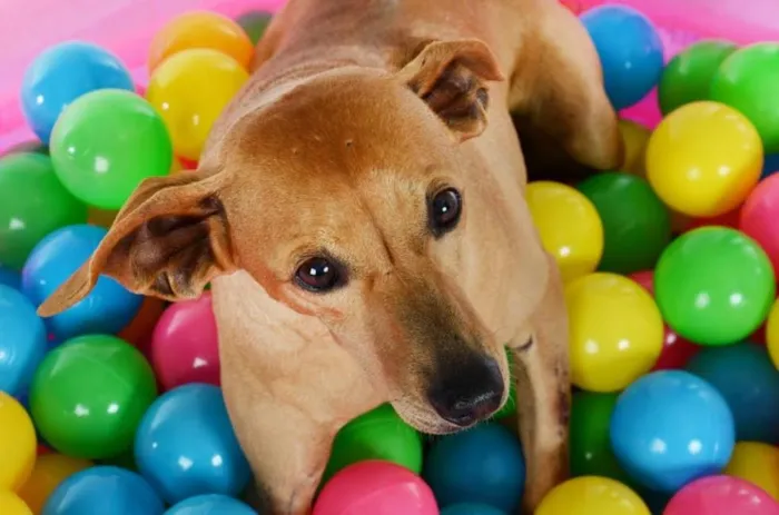 Cachorro ra a SRD idade 6 ou mais anos nome Johnny 
