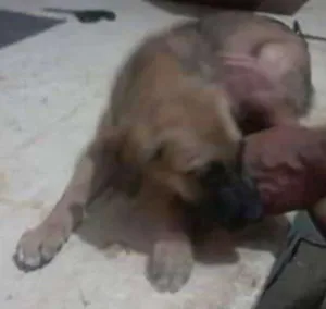Cachorro raça desconhecida idade 2 a 6 meses nome indefinido