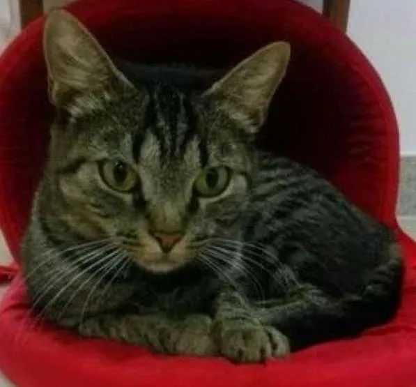 Gato ra a  idade 1 ano nome Liz