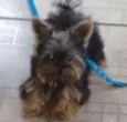 Toquinho