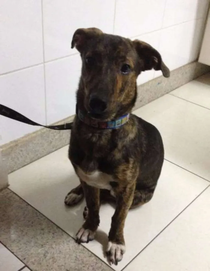 Cachorro raça SRD idade 7 a 11 meses nome Jhony