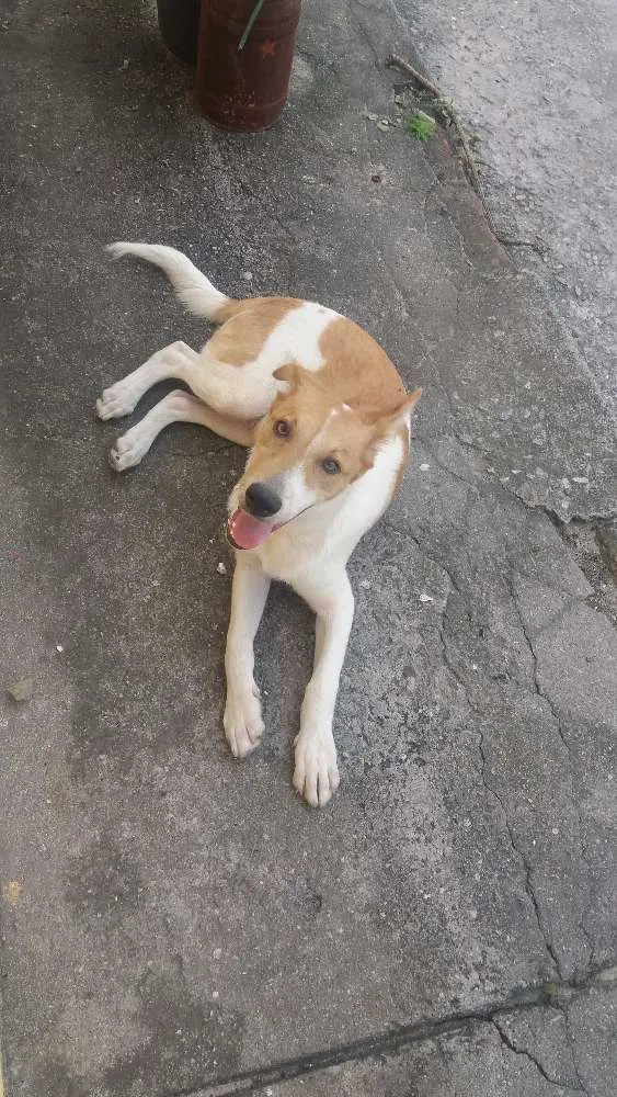 Cachorro ra a vira-lata idade 2 a 6 meses nome apolo