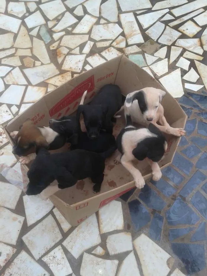 Cachorro ra a vira lata idade Abaixo de 2 meses nome n tem nome ainda