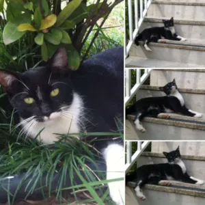 Gato raça  idade 1 ano nome Lolla