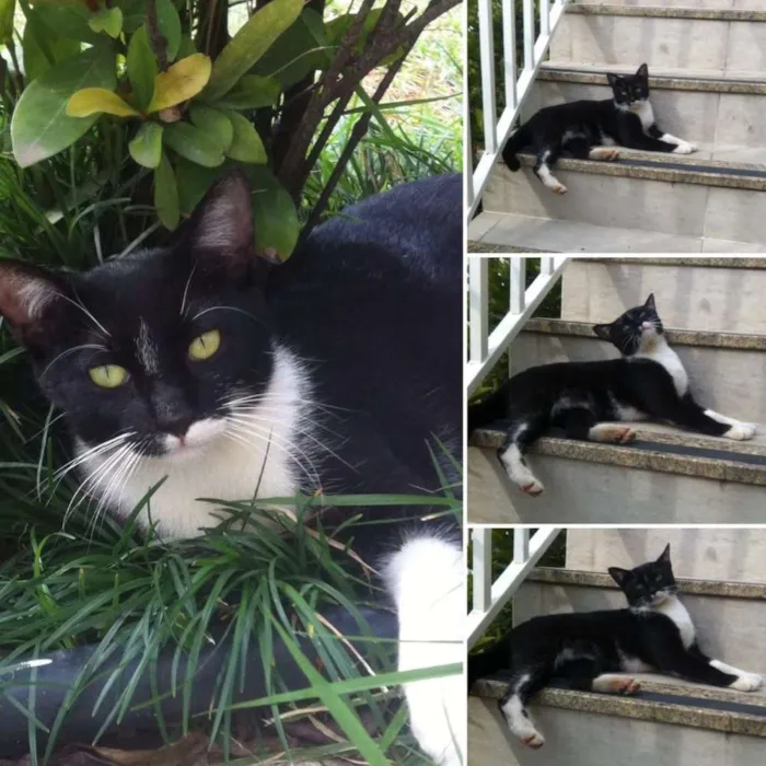 Gato ra a  idade 1 ano nome Lolla