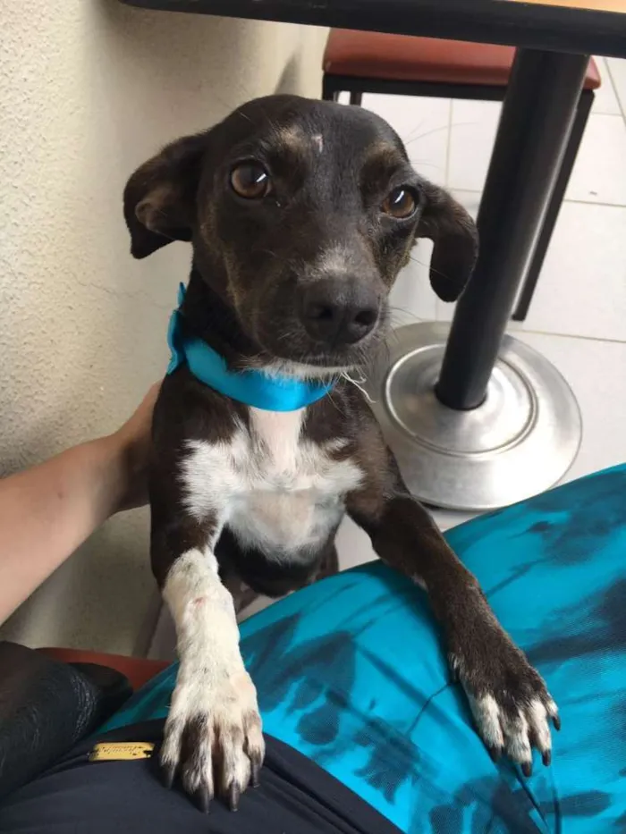 Cachorro ra a SRD idade 2 anos nome PIPA