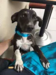 PIPA