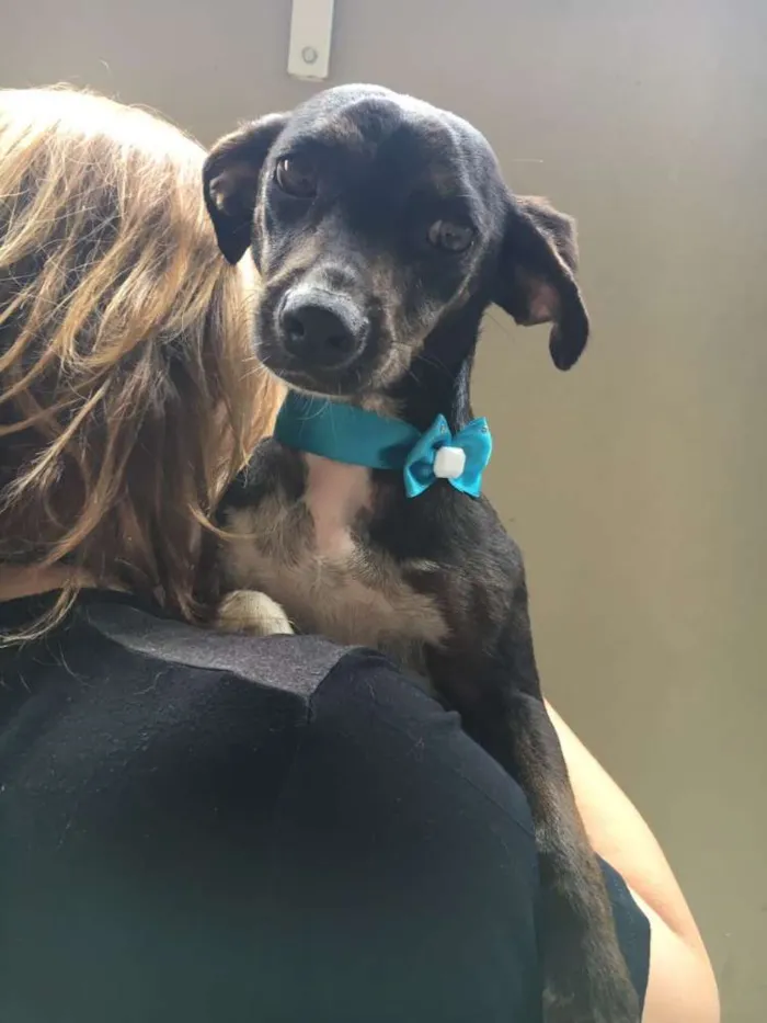 Cachorro ra a SRD idade 2 anos nome PIPA