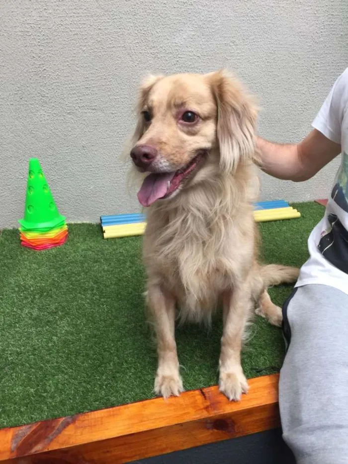 Cachorro ra a MIX DE GOLDEN idade 2 anos nome BADY